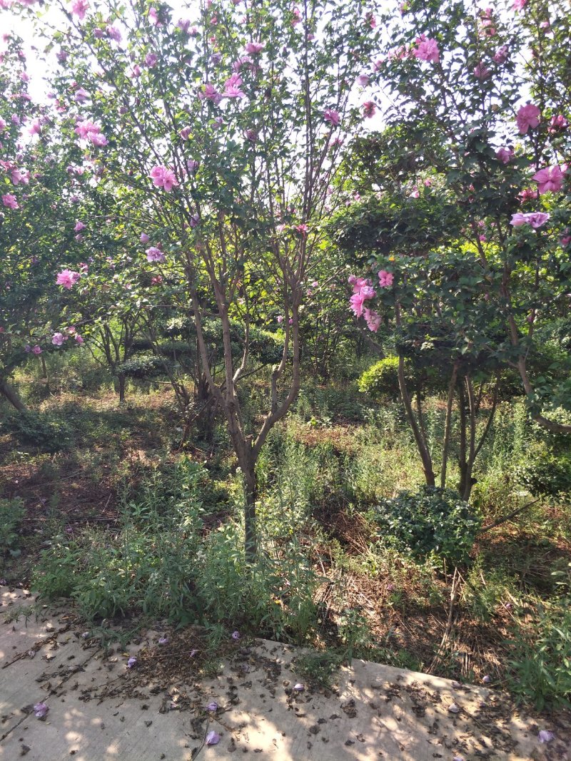 木槿花，5-6公分木槿