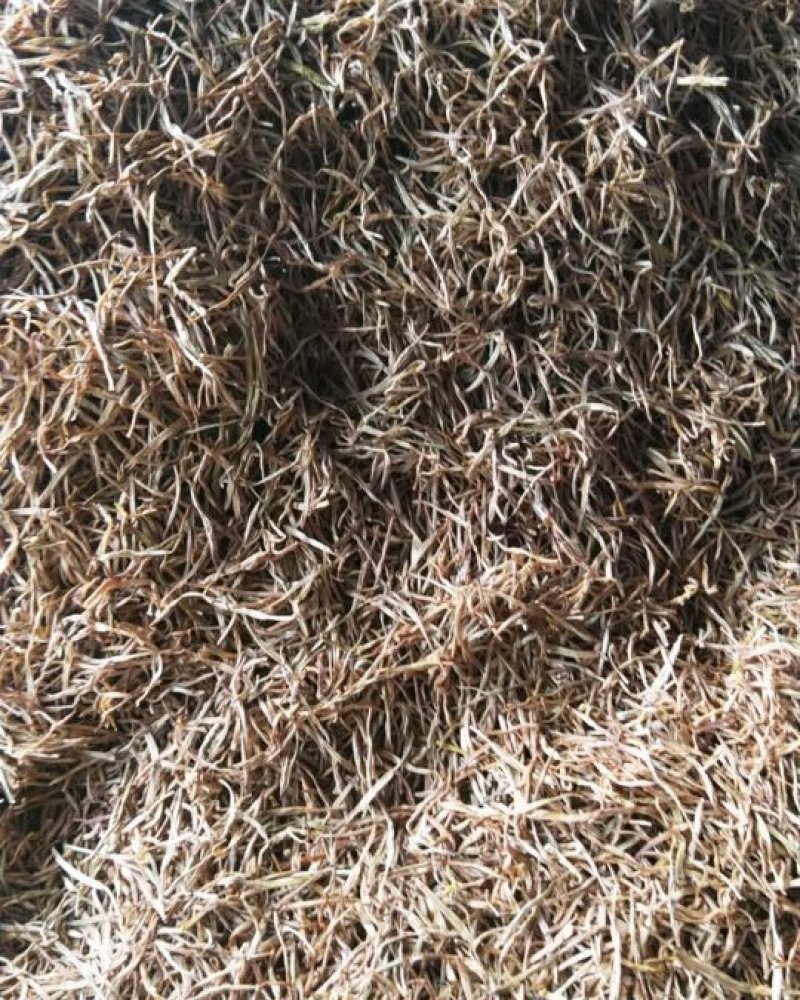 大条黄花菜袋装散装货量充足产地直销欢迎参观选购