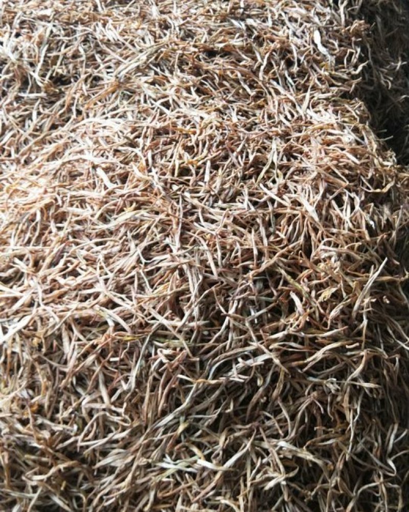 大条黄花菜袋装散装货量充足产地直销欢迎参观选购