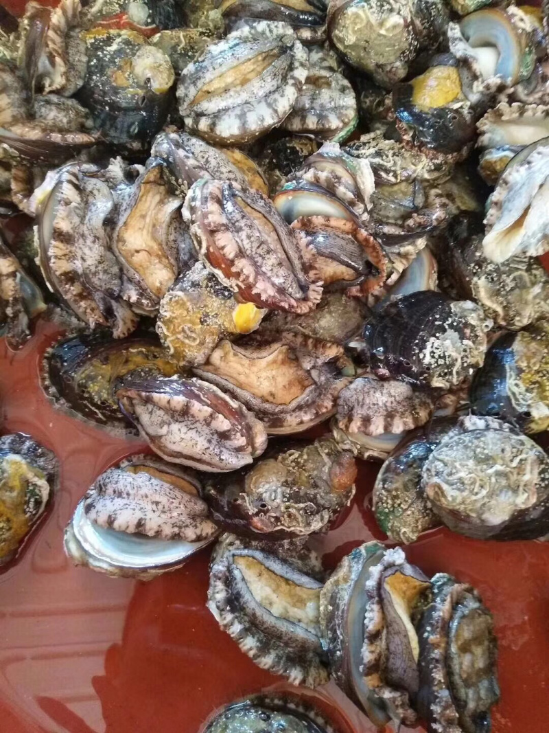 鲍鱼