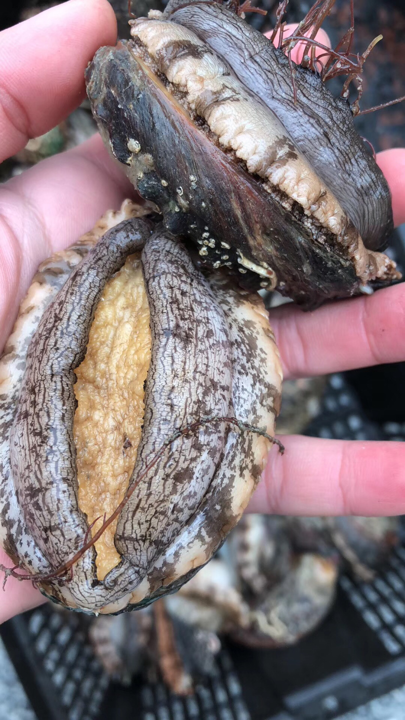 鲍鱼