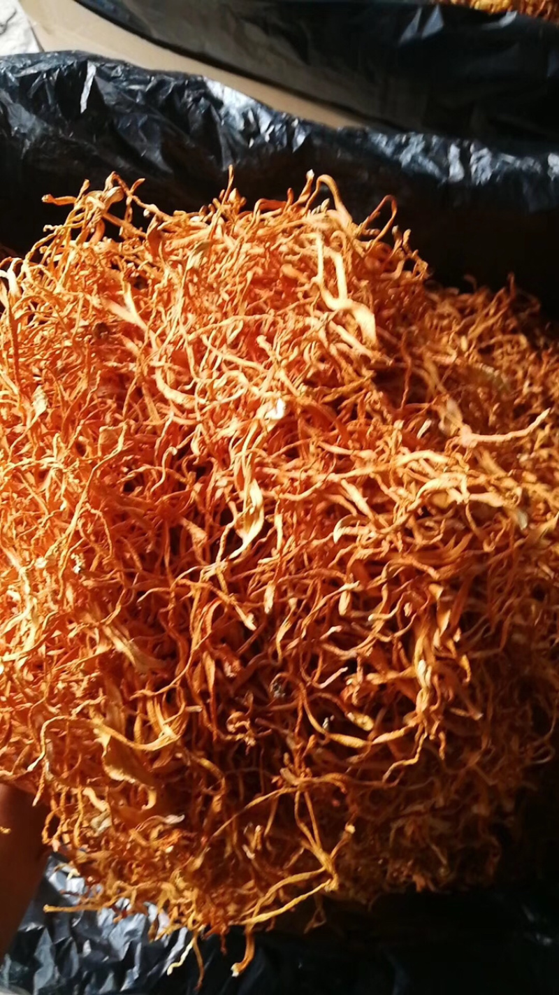 虫草花干货通货散草大箱装干净无杂质产地直销
