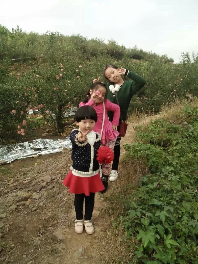 烟台红富士，一箱代发