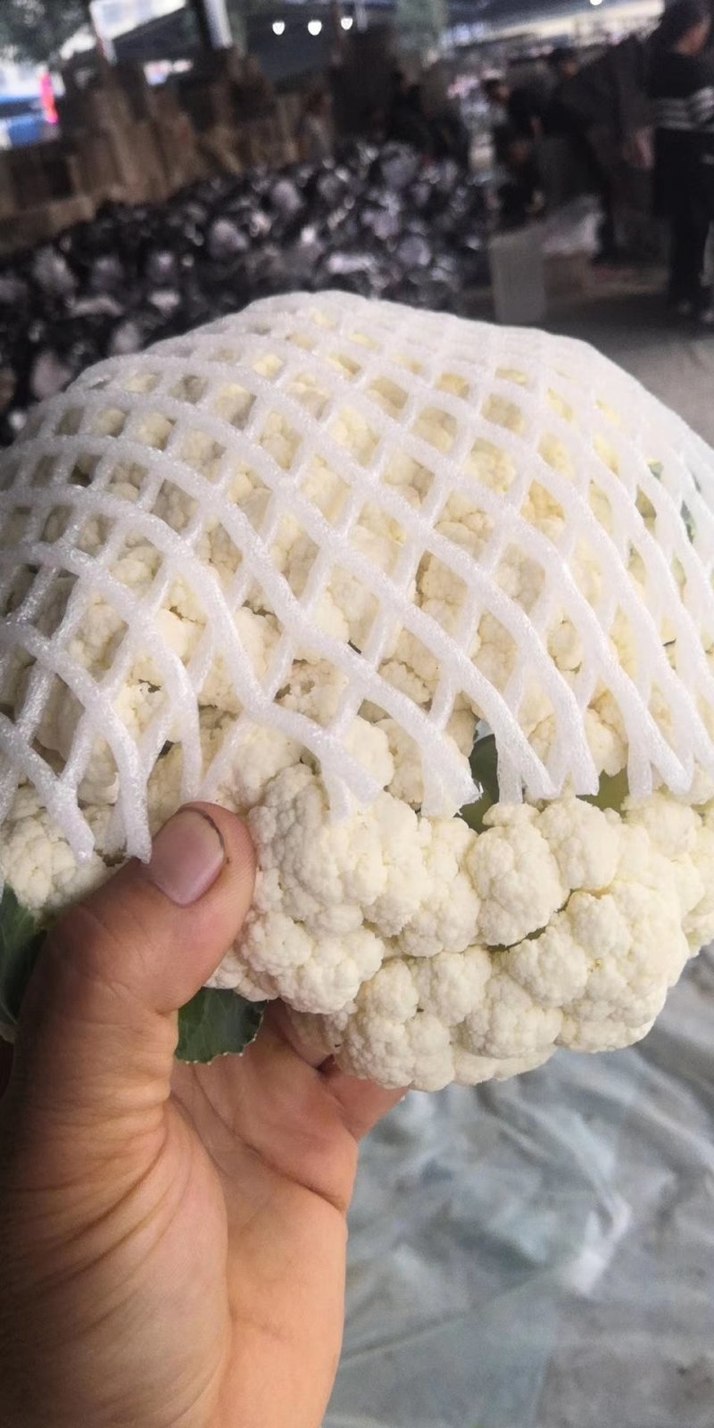 花菜菜花大棚精品有机花菜大量上市产地直供诚信经营