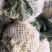 花菜菜花大棚精品有机花菜大量上市产地直供诚信经营