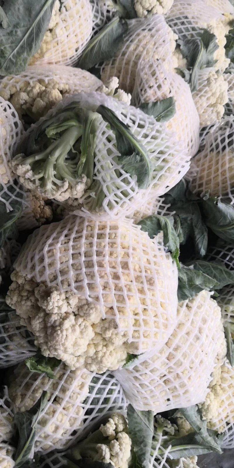 花菜菜花大棚精品有机花菜大量上市产地直供诚信经营