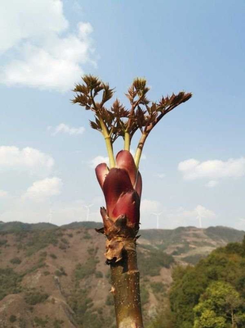 刺嫩芽苗刺老包苗树头菜苗乌龙头苗品种纯正欢迎咨询