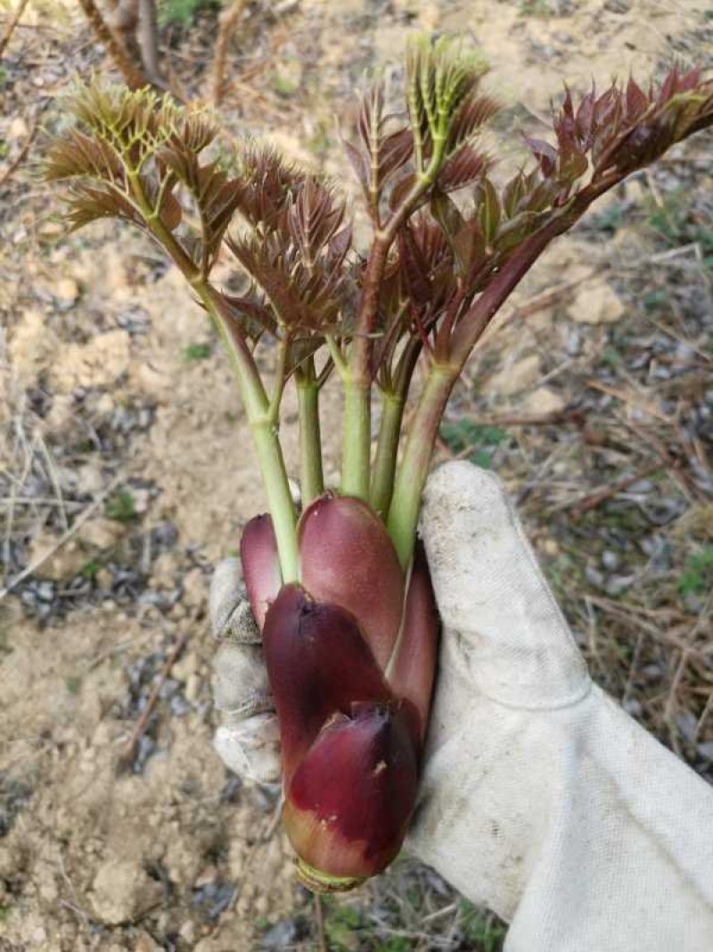 刺嫩芽苗刺老包苗树头菜苗乌龙头苗品种纯正欢迎咨询