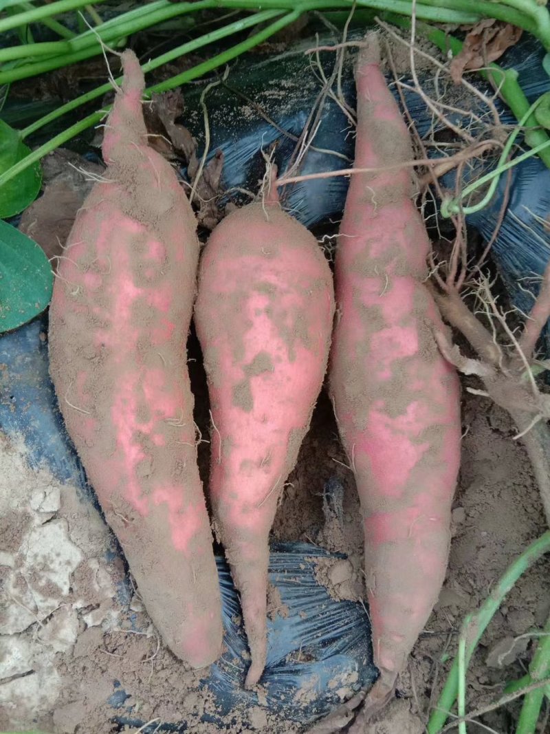 红薯，龙薯九，西瓜红，沙地，大量现货供应，
