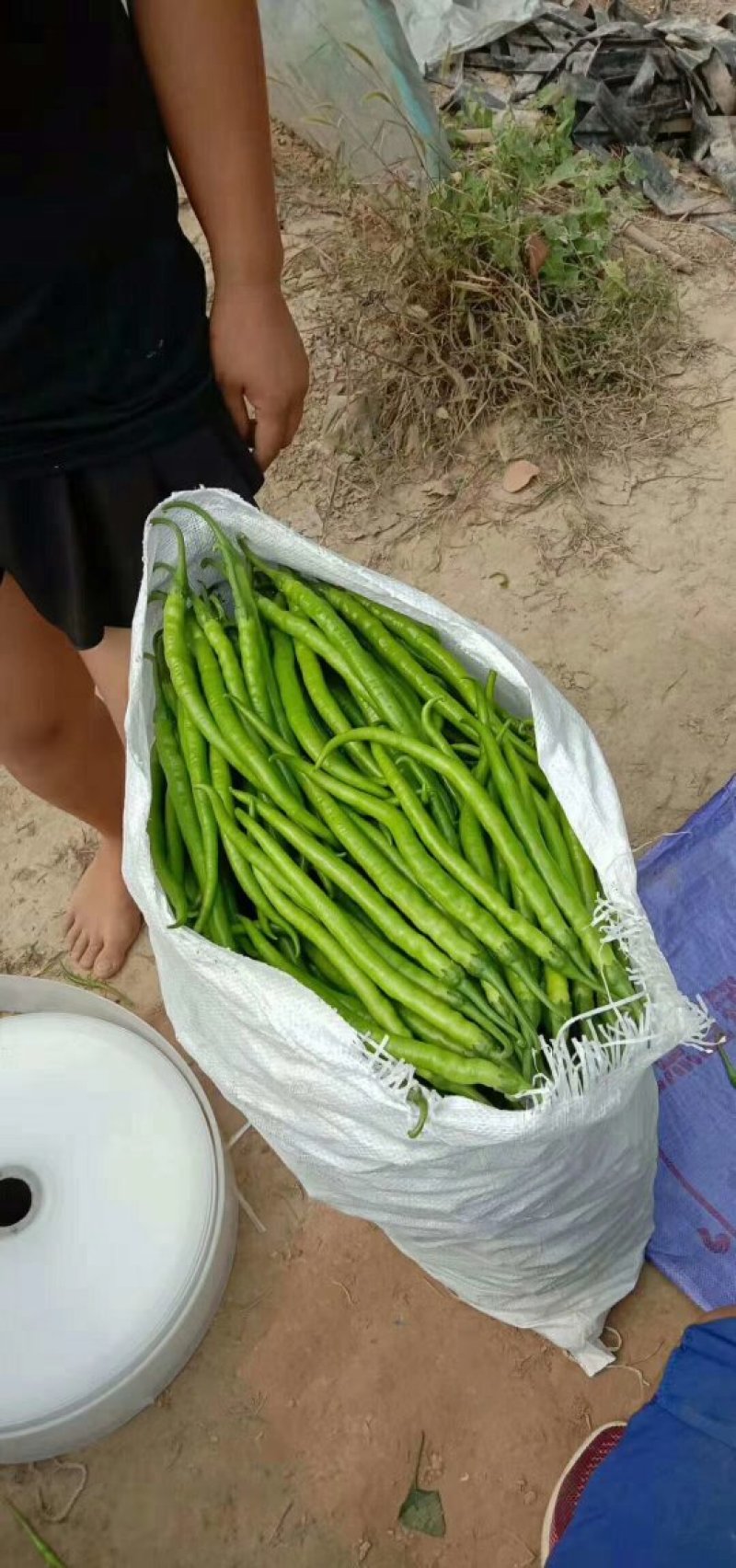 301精品薄皮辣椒大量上市，个头大。微辣青椒，皮薄无虫眼