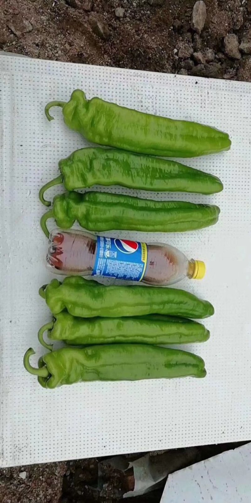 301精品薄皮辣椒大量上市，个头大。微辣青椒，皮薄无虫眼