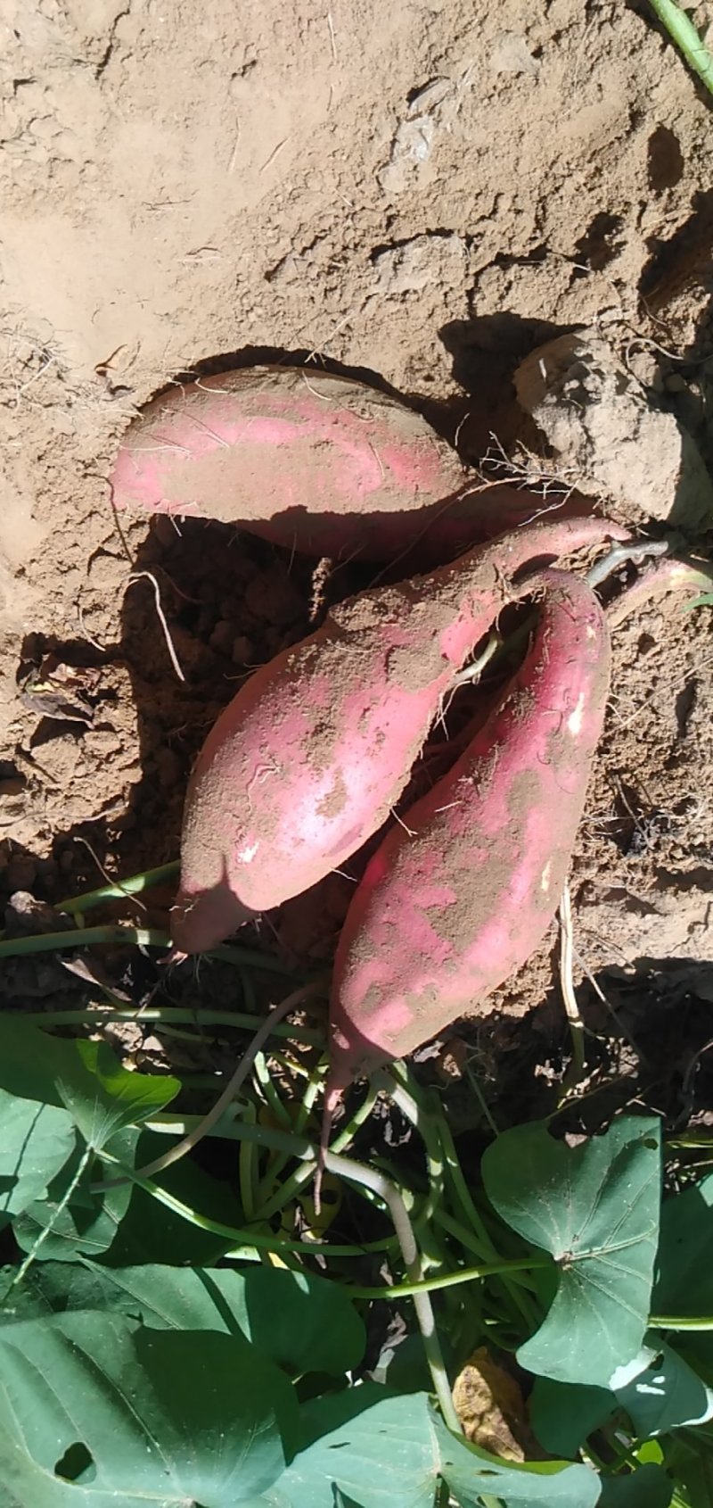 红薯，龙薯九，西瓜红，沙地，大量现货供应，