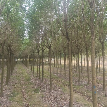 7公分大叶女贞.2公分到10公分各种规格大量供应