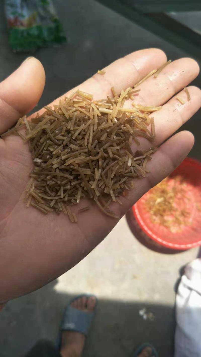 优质精品粉条纯手工的大量现货供应，价格优惠，质量保证。