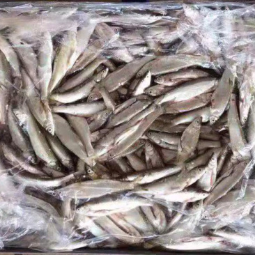 小白条鱼