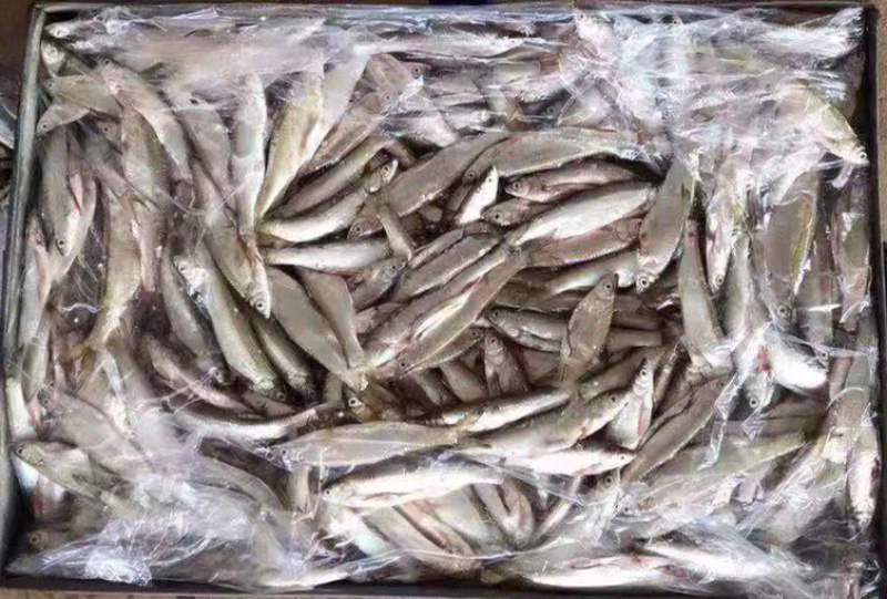 小白条鱼