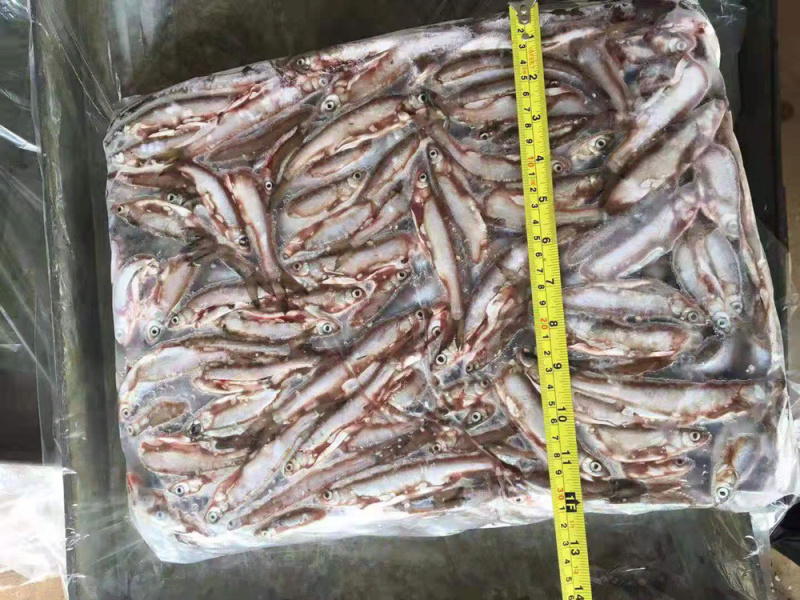 小白条鱼