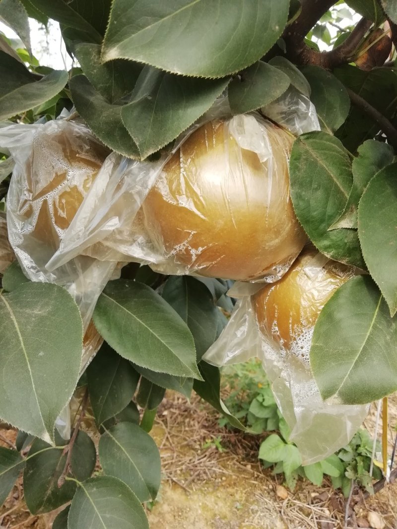 晚秋黄梨