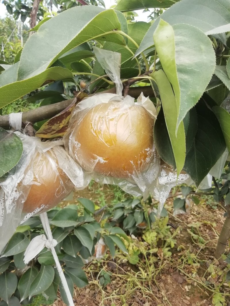 晚秋黄梨