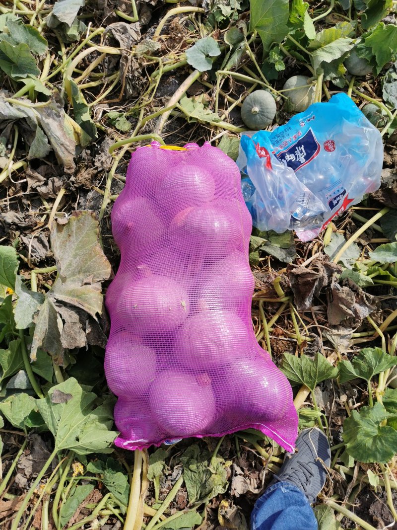 新疆板栗南瓜高圆银栗大量供应电商品质欢迎来电洽谈