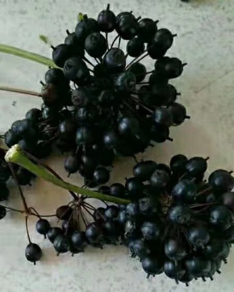 收售长梗刺五加鲜果能做种子的，只要鲜果，