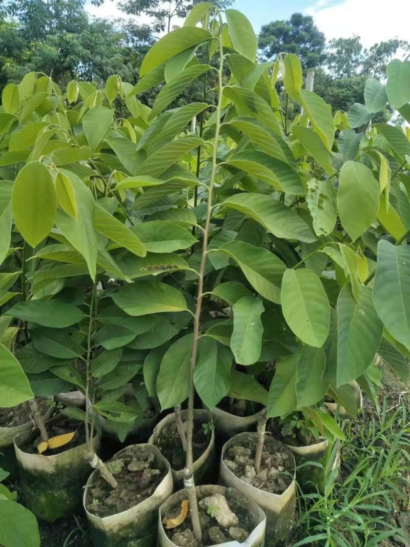 凤梨释迦美植袋大苗