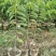 凤梨释迦美植袋大苗