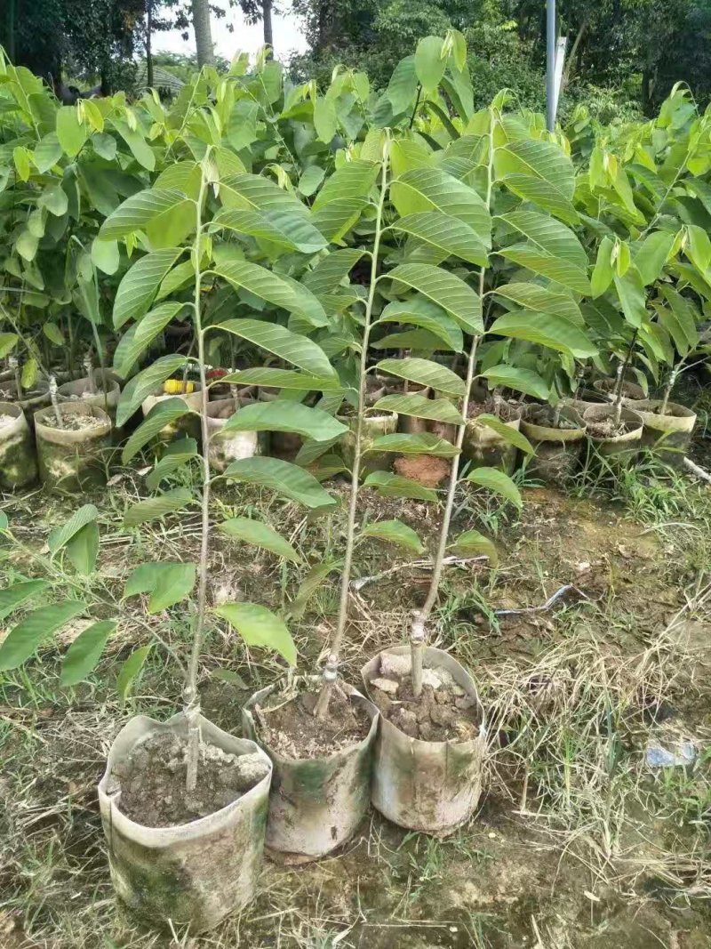 凤梨释迦美植袋大苗