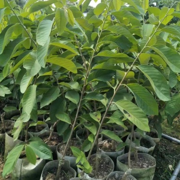 凤梨释迦美植袋大苗
