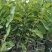 凤梨释迦美植袋大苗