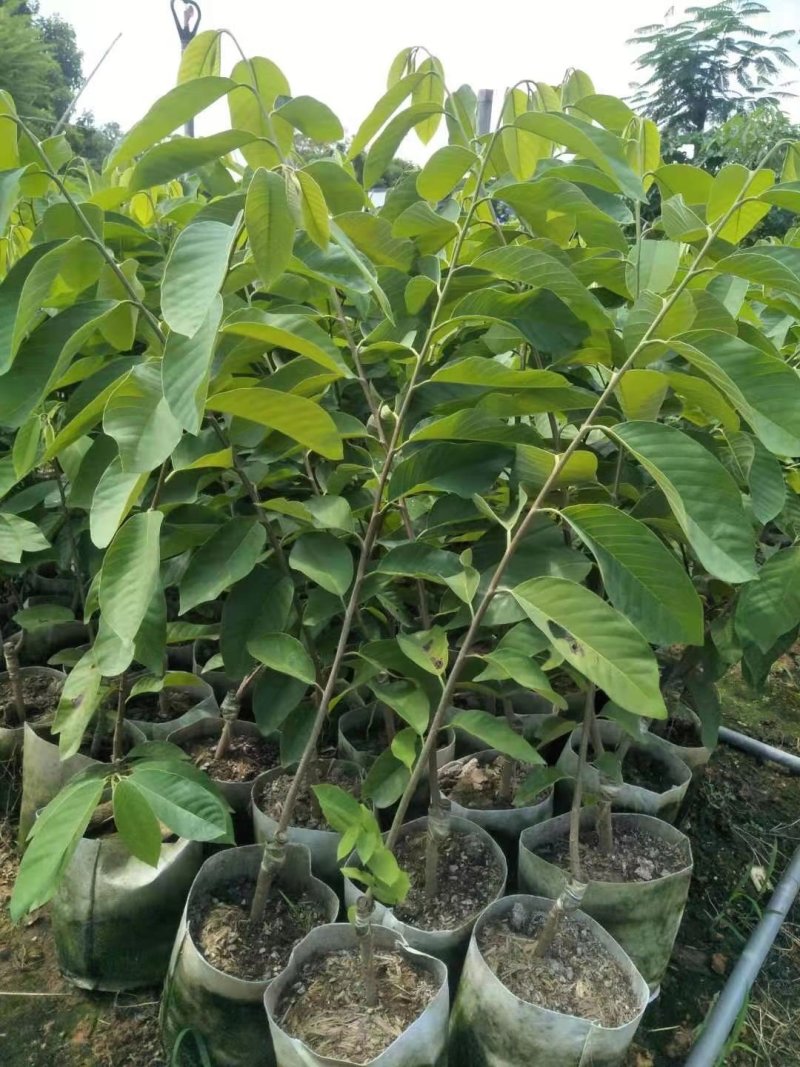凤梨释迦美植袋大苗