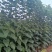 楸树