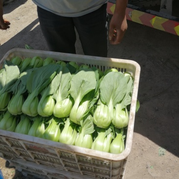 油菜