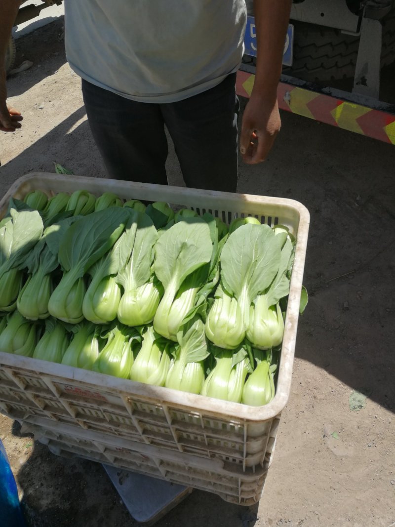 油菜