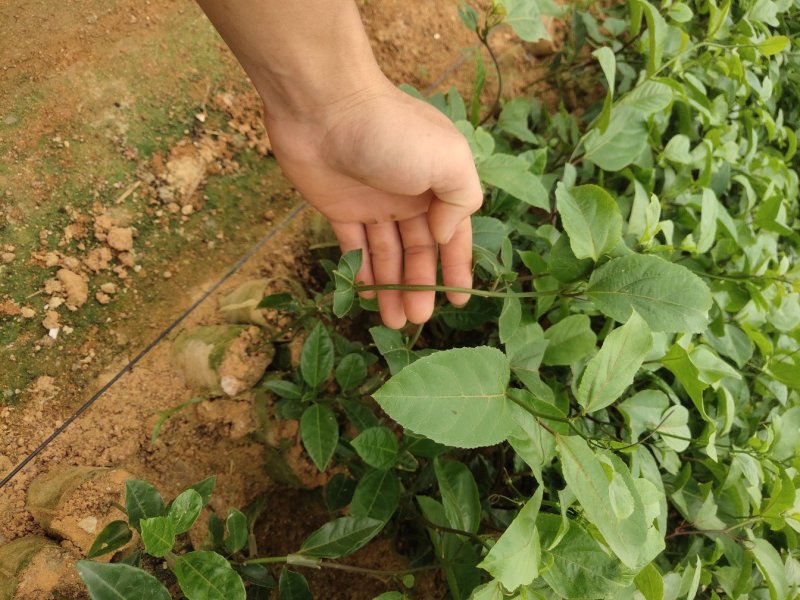 嫁接广西灵山芭乐味百香果苗/蜂蜜味百香果苗/黄金百香果苗