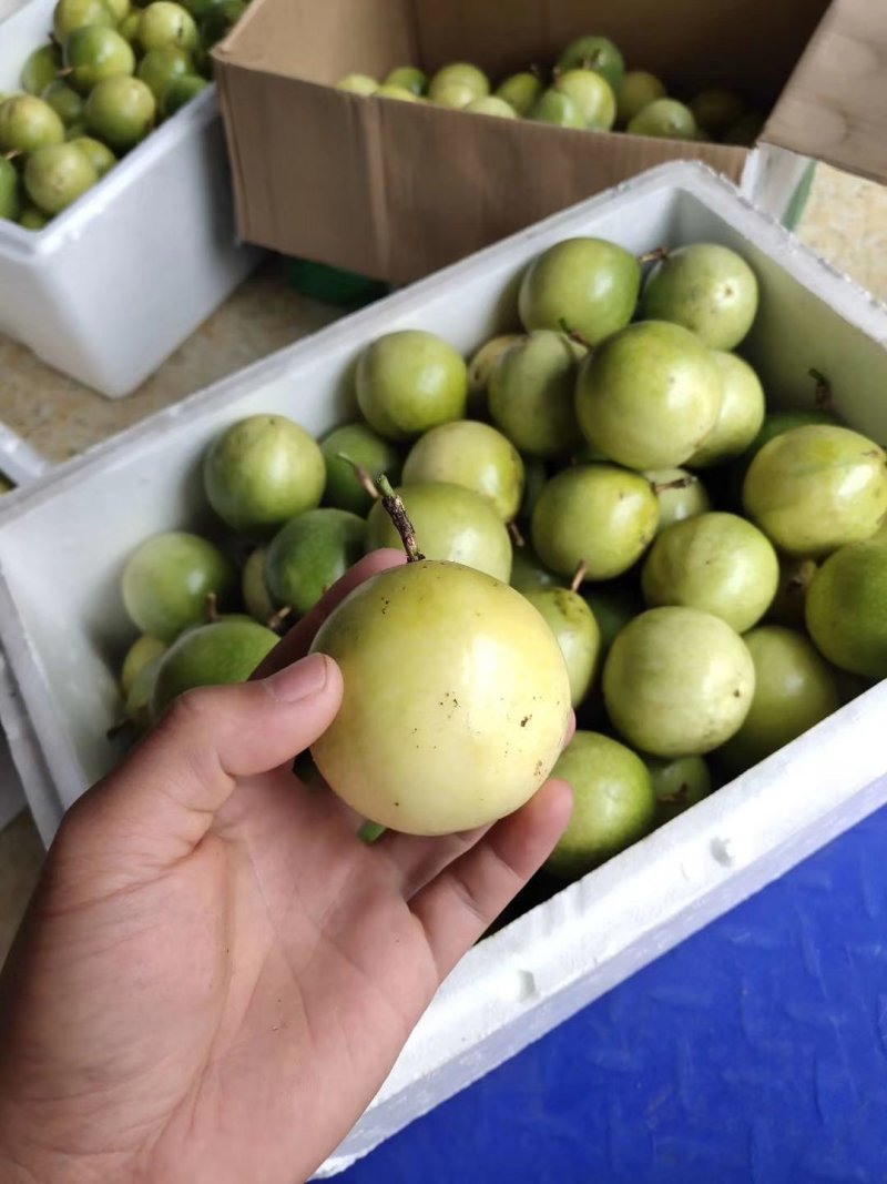 嫁接广西灵山芭乐味百香果苗/蜂蜜味百香果苗/黄金百香果苗