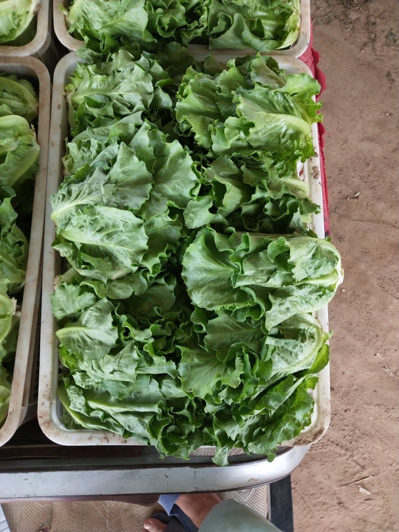 生菜意大利生菜青菜必备基地大量现货可视频看货