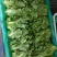 生菜意大利生菜青菜必备基地大量现货可视频看货
