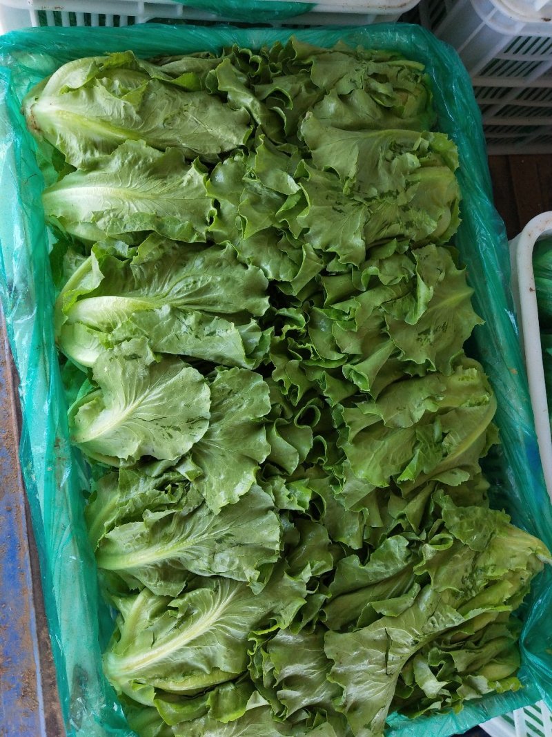 生菜意大利生菜青菜必备基地大量现货可视频看货