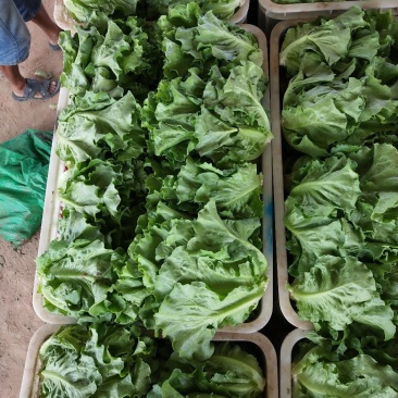 生菜意大利生菜青菜必备基地大量现货可视频看货