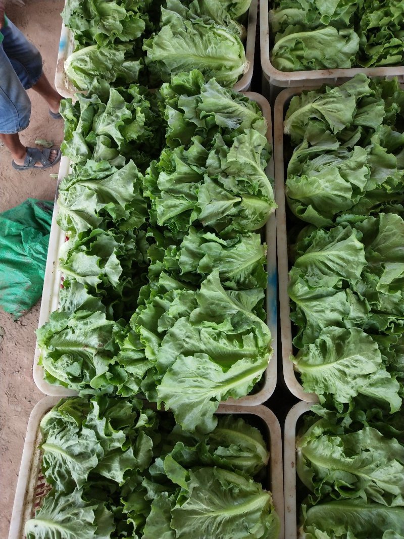 生菜意大利生菜青菜必备基地大量现货可视频看货
