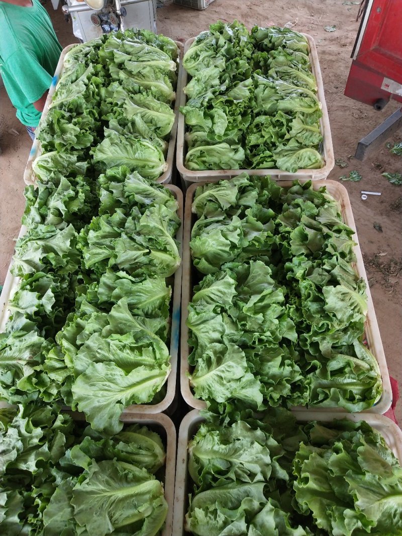生菜意大利生菜青菜必备基地大量现货可视频看货