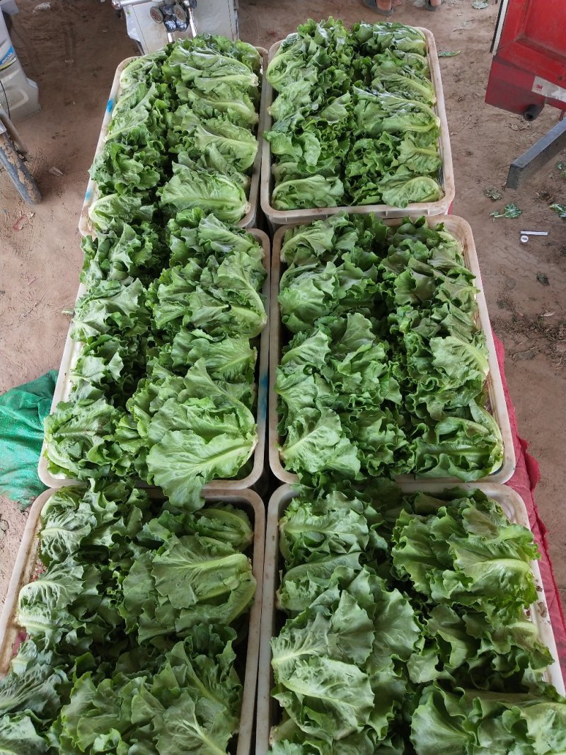 生菜意大利生菜青菜必备基地大量现货可视频看货