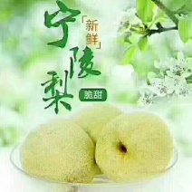 宁陵酥梨，一件代发5斤装16元包邮，10斤装29元包邮