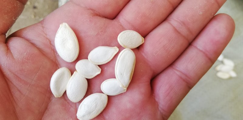 南瓜籽药用，扒仁，炒货，一手货大量供应