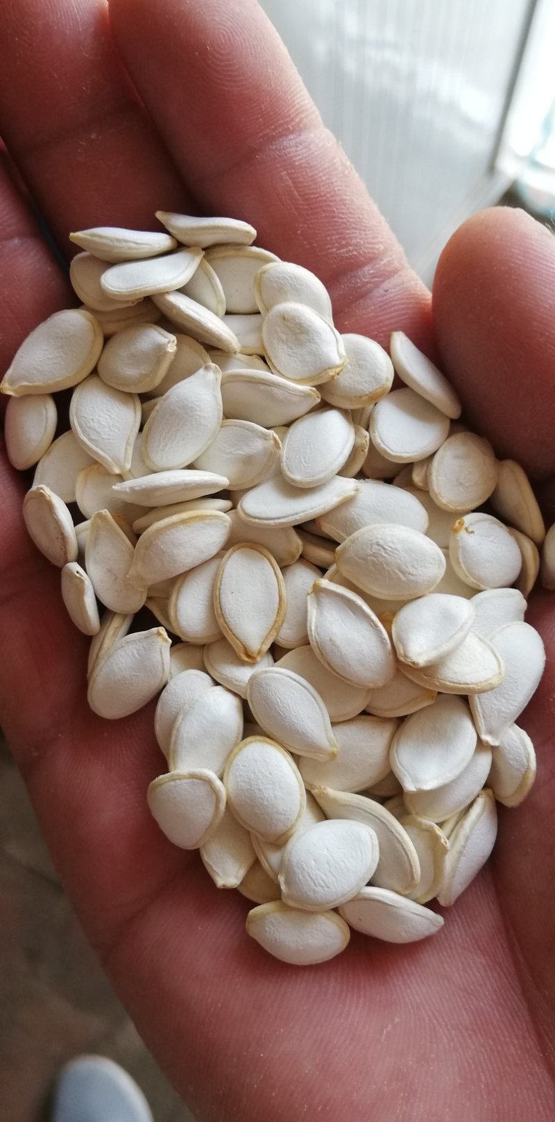 南瓜籽药用，扒仁，炒货，一手货大量供应