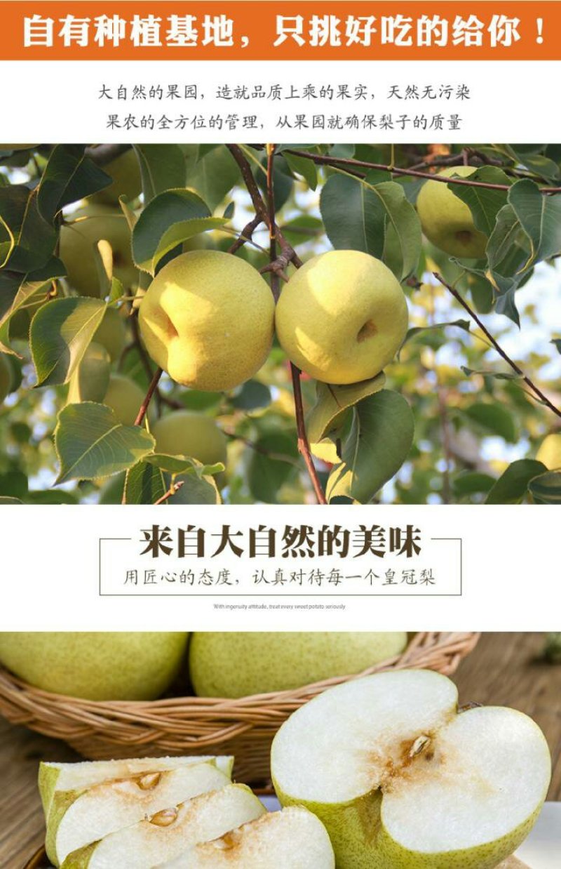 宁陵酥梨，一件代发5斤装16元包邮，10斤装29元包邮