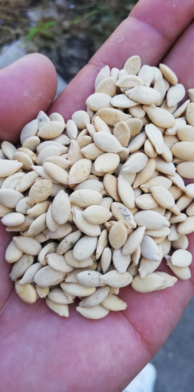 冬瓜子，双边，单边，一级质量，饱满度好，净度好
