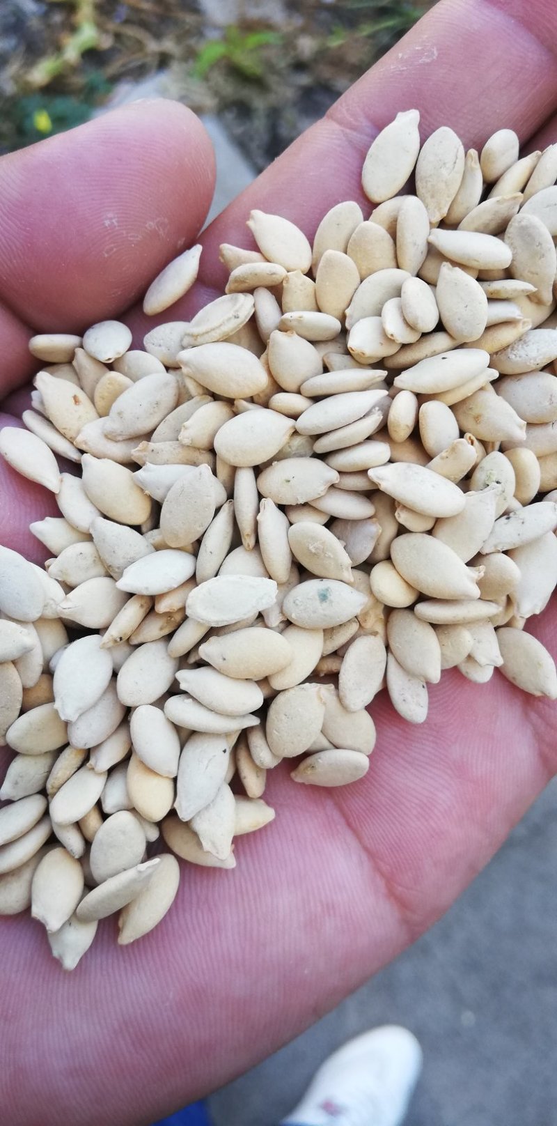 冬瓜子，双边，单边，一级质量，饱满度好，净度好
