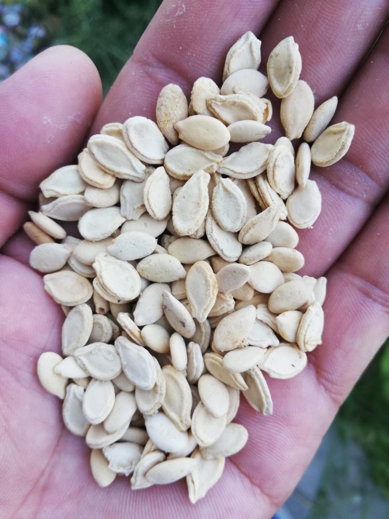 冬瓜子，双边，单边，一级质量，饱满度好，净度好